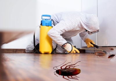 Termite Control in Rohini