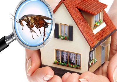 Termite Control in Dwarka