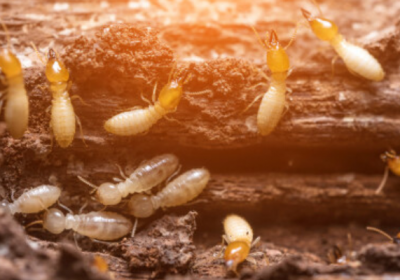 Termite Control in Dwarka